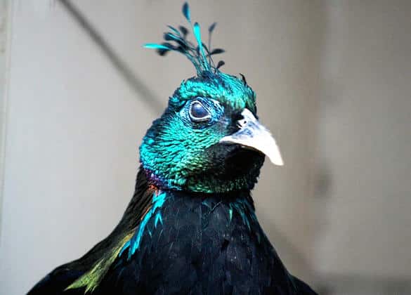 動物図鑑・ニジキジ